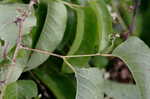 Buckwheat vine